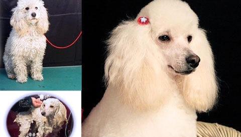 什么是贵妇人犬？ 贵妇人狗大全