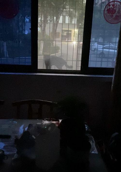 如何能驱赶猫？ 怎么驱赶猫
