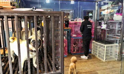 宠物店寄养宠物要多少钱？ 春节宠物寄养多少钱一天