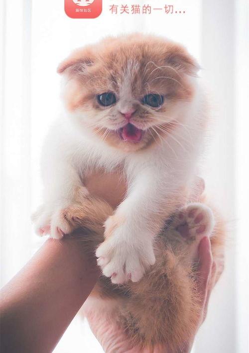 猫咪最新地域网名入口 猫咪官网社区入口旧版