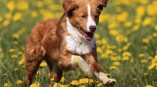威玛猎犬如何喂养？ 德国威玛猎犬
