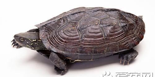 宠物龟有哪些种类？ 宠物乌龟种类大全大图