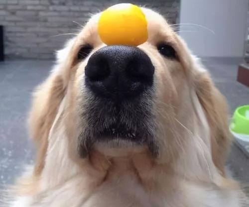 狗狗身上的毛是黄色的是什么？ 狗黄是什么东西