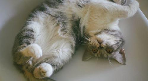 刚搬了新家，想养一只小猫，新手刚开始养猫要注意些什么呢？ 第一次养猫要注意什么