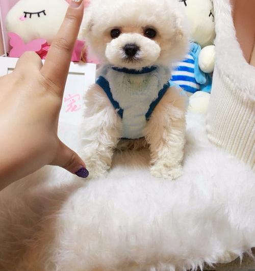 一条贵妇人犬得多少钱啊？ 贵妇犬多少钱一只大约