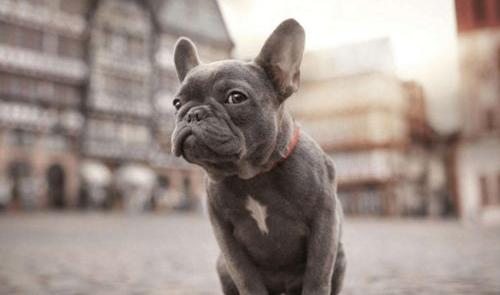 法国斗牛犬和巴哥犬那个好？ 法国斗牛犬搞笑