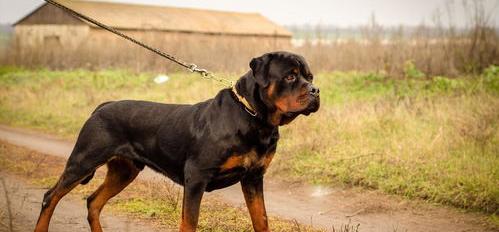 求世界名犬排行榜，有哪些比较靠前的？ 名犬排名犬排行榜