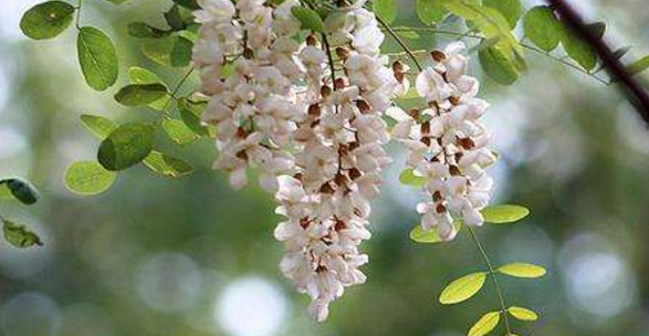 槐花树剧情介绍？ 槐花树