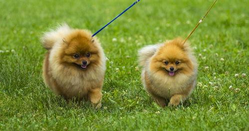 为什么说博美犬不适合饲养 不能养博美犬的十六种理由