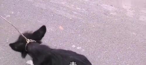 义乌哪里有土狗成年出售 长期出售正宗小土狗