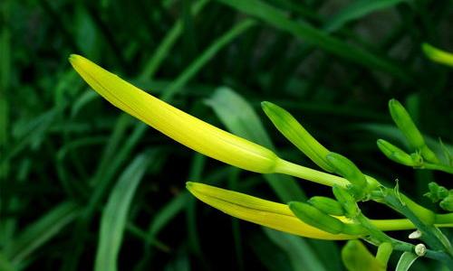 黄花菜是什么植物？ 黄花菜
