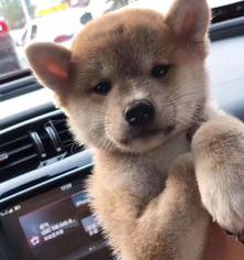 柴犬多少钱一只？ 杂交柴犬多少钱一只