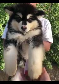 教你正确的训练阿拉斯加定点大小便方式？ 阿拉斯加幼犬怎么训练定点上厕所