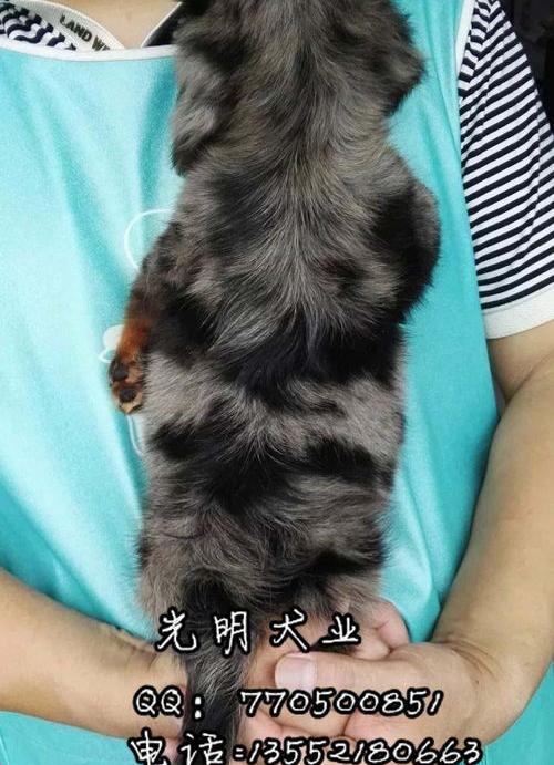 买一只长毛腊肠犬大概要多少钱？ 腊肠犬多少钱一只山东