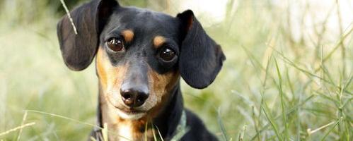 腊肠犬价格多少钱一只 腊肠犬多少钱一只便宜的