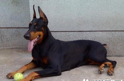 杜宾犬幼犬价格 价格为几千到几万元