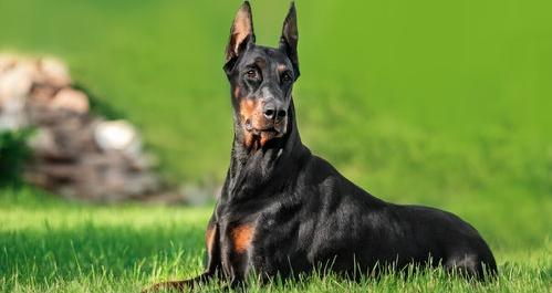 杜宾犬名犬排行榜？ 德国杜宾犬排名