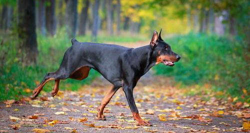 杜宾犬吃什么食物？ 德国杜宾犬吃什么