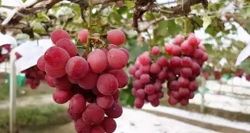 波尔多液在芹菜根部大量存在，对人体有害吗？ 波尔多液有毒吗