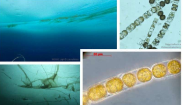 在冰藻中发现的惊人数量对所有北极海洋生物都是必不可少的