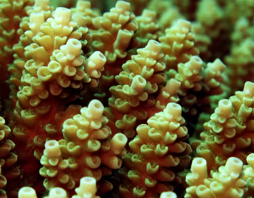 大堡礁珊瑚中的衣原体表亲为白化提供了希望