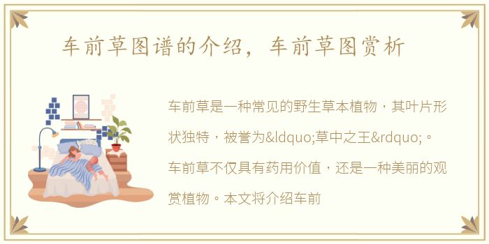 车前草图谱的介绍，车前草图赏析