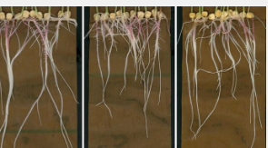 根部化学物质的突破性图像提供了对植物生长的新见解