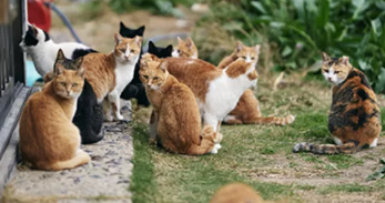 流浪猫成新摄影大赛关注焦点