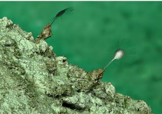 海洋生物学家发现了三种新的肉食性海绵物种