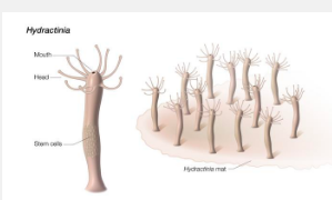 科学家从一种柔软的海洋生物身上发现了衰老和愈合的线索