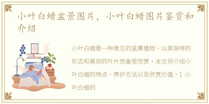 小叶白蜡盆景图片，小叶白蜡图片鉴赏和介绍