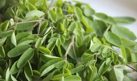 辣木叶非洲花生炖菜的营养源泉