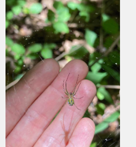 新研究表明树种多样性增加蜘蛛密度