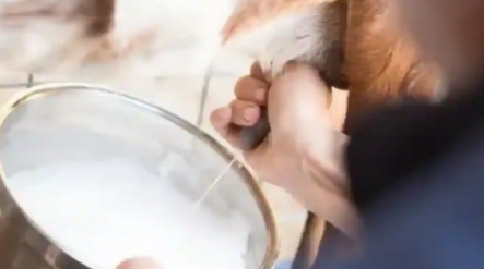 为什么选择羊奶探索饮用羊奶的7种健康益处
