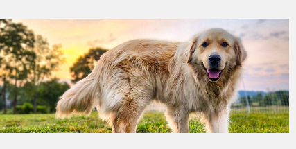 犬类健康数据指导新的癌症研究