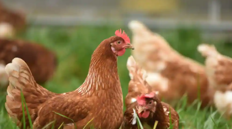 肉鸡真的对健康有害吗这是食品科学的说法