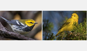 Birders和人工智能将鸟类保护推向新水平