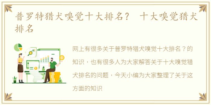 普罗特猎犬嗅觉十大排名？ 十大嗅觉猎犬排名