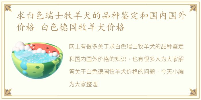 求白色瑞士牧羊犬的品种鉴定和国内国外价格 白色德国牧羊犬价格