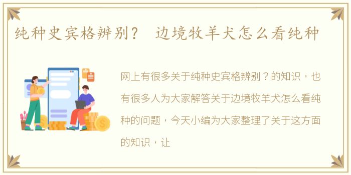 纯种史宾格辨别？ 边境牧羊犬怎么看纯种