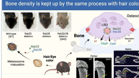 研究表明骨密度是由与头发颜色有关的蛋白质维持的