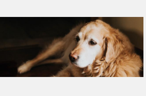 金毛寻回犬终生研究数据揭示绝育与血管肉瘤之间的潜在联系