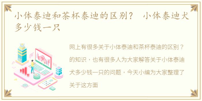 小体泰迪和茶杯泰迪的区别？ 小体泰迪犬多少钱一只