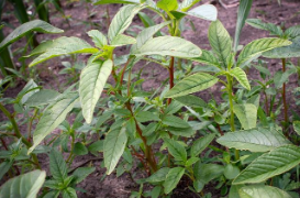 单基因控制玉米带杂草对土壤除草剂的抗性
