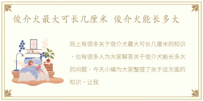 俊介犬最大可长几厘米 俊介犬能长多大
