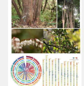 野生蓝莓端粒到端粒无间隙参考基因组的第一份报告