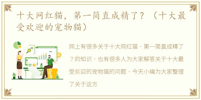 十大网红猫，第一简直成精了？（十大最受欢迎的宠物猫）
