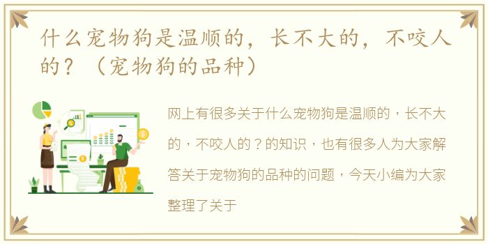 什么宠物狗是温顺的，长不大的，不咬人的？（宠物狗的品种）