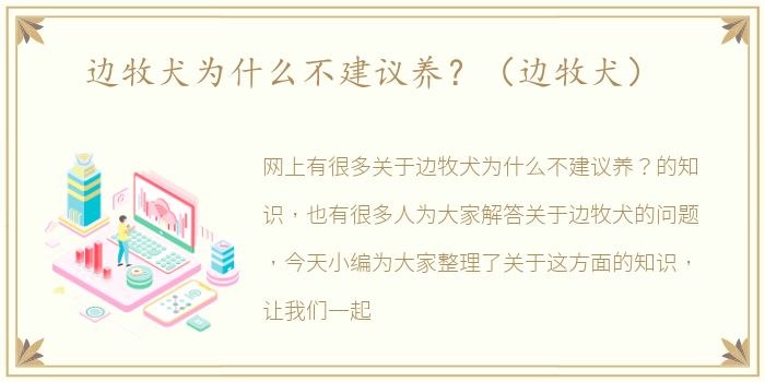 边牧犬为什么不建议养？（边牧犬）