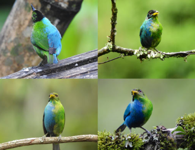 哥伦比亚拍摄到极其罕见的半雌半雄蜜旋鸟